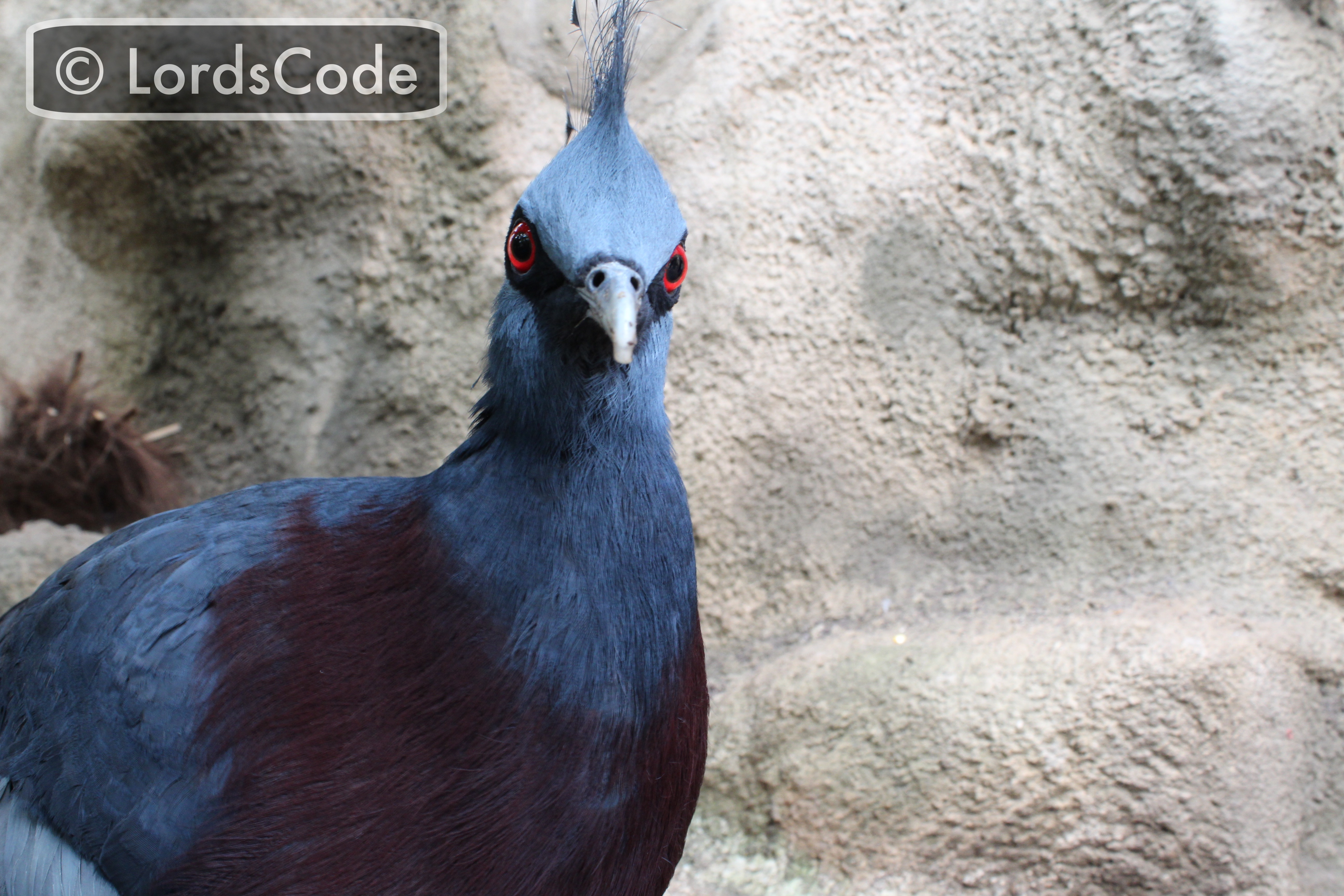 Victoria Crowned Pidgeon - Close Up.jpeg